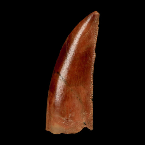 0.8" Abelisaur Serrated Tooth Fossil Cretaceous Age Dinosaur Morocco COA, Display