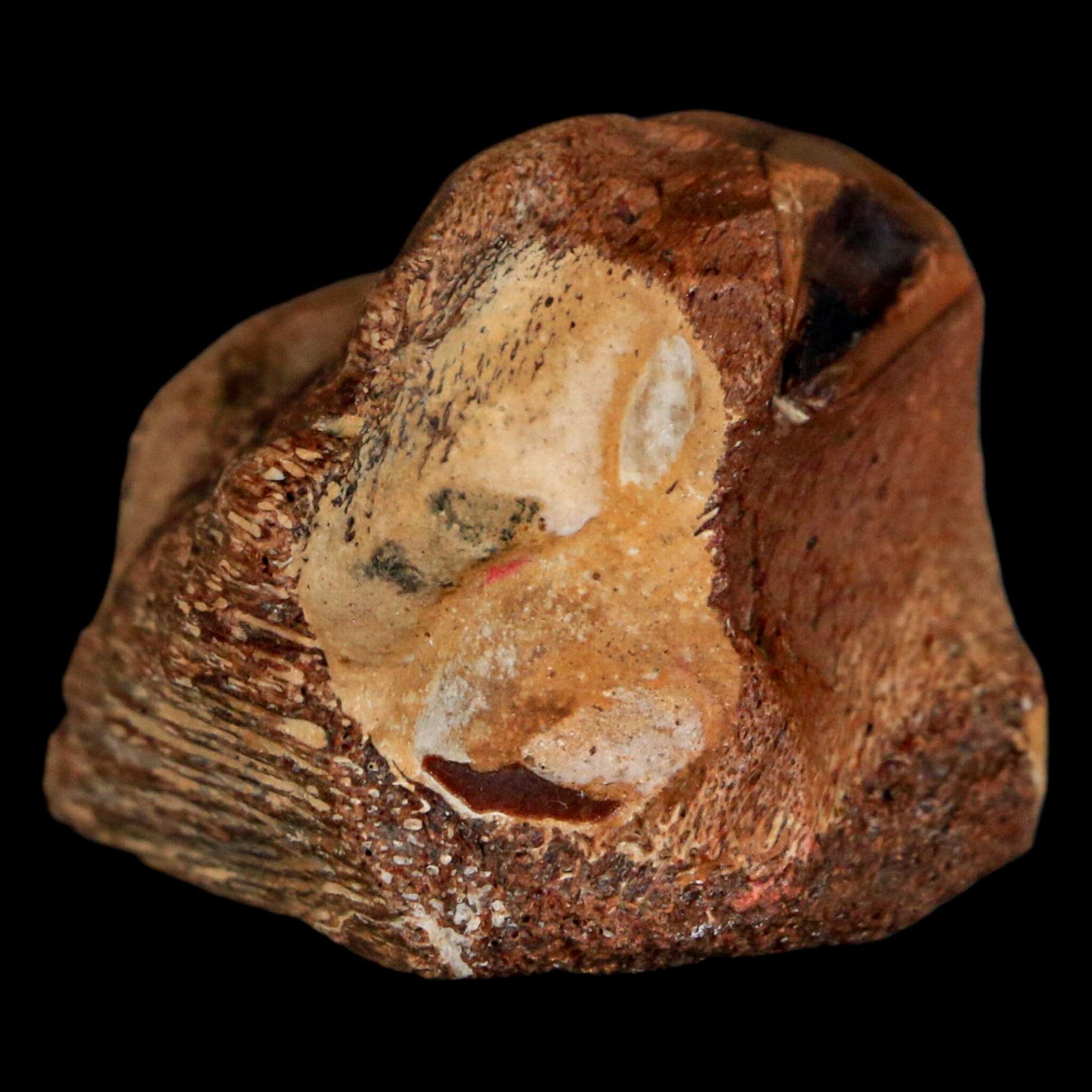 1.6" Mosasaur Fossil Jaw Section Cretaceous Dinosaur Era Texas Ozan FM COA - Fossil Age Minerals