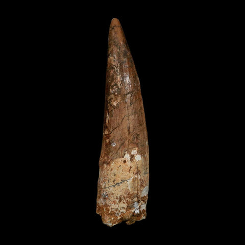 XL 3.9" Spinosaurus Fossil Tooth 100 Million Years Old Cretaceous Dinosaur COA - Fossil Age Minerals