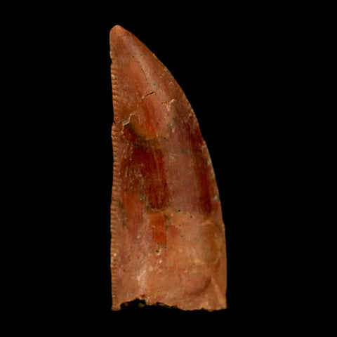 0.8" Abelisaur Serrated Tooth Fossil Cretaceous Age Dinosaur Morocco COA, Display