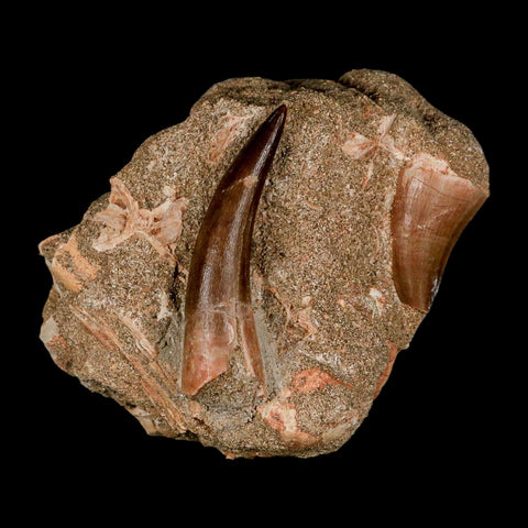 XXL 2.3" Plesiosaur And Mosasaurus Tooth Fossil In Matrix Cretaceous Dinosaur Era COA - Fossil Age Minerals