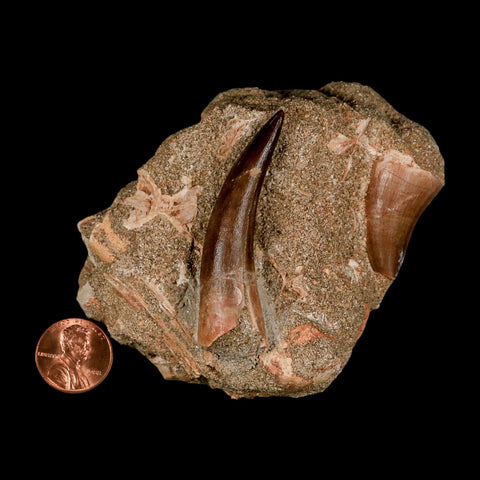 XXL 2.3" Plesiosaur And Mosasaurus Tooth Fossil In Matrix Cretaceous Dinosaur Era COA - Fossil Age Minerals