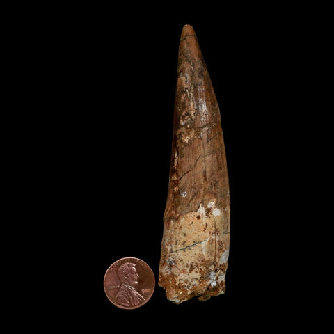 XL 3.9" Spinosaurus Fossil Tooth 100 Million Years Old Cretaceous Dinosaur COA - Fossil Age Minerals