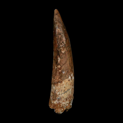 XL 3.9" Spinosaurus Fossil Tooth 100 Million Years Old Cretaceous Dinosaur COA - Fossil Age Minerals