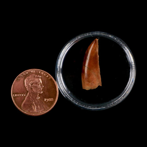 0.8" Abelisaur Serrated Tooth Fossil Cretaceous Age Dinosaur Morocco COA, Display