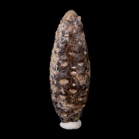 1.9" Fossil Pine Cone Equicalastrobus Replaced By Agate Eocene Age Seeds Fruit