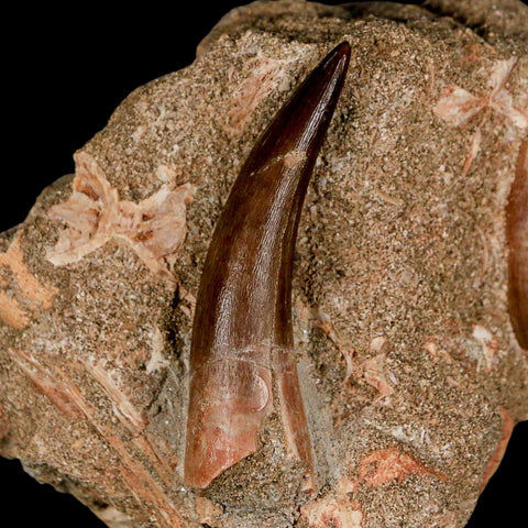 XXL 2.3" Plesiosaur And Mosasaurus Tooth Fossil In Matrix Cretaceous Dinosaur Era COA - Fossil Age Minerals