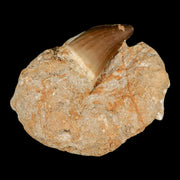 1.7" Mosasaur Prognathodon Fossil Tooth In Matrix Cretaceous Dinosaur Era COA
