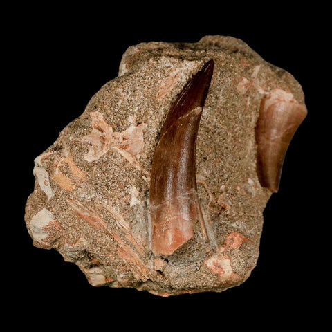 XXL 2.3" Plesiosaur And Mosasaurus Tooth Fossil In Matrix Cretaceous Dinosaur Era COA - Fossil Age Minerals