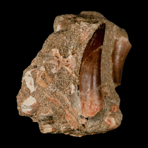 XXL 2.3" Plesiosaur And Mosasaurus Tooth Fossil In Matrix Cretaceous Dinosaur Era COA - Fossil Age Minerals