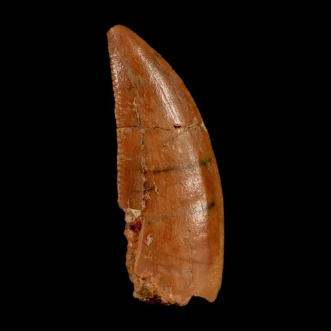 0.8" Abelisaur Serrated Tooth Fossil Cretaceous Age Dinosaur Morocco COA, Display - Fossil Age Minerals