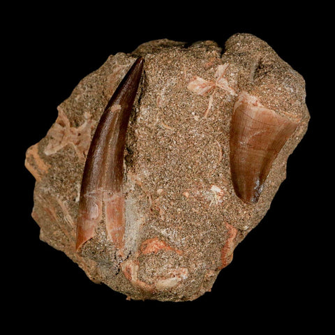 XXL 2.3" Plesiosaur And Mosasaurus Tooth Fossil In Matrix Cretaceous Dinosaur Era COA - Fossil Age Minerals