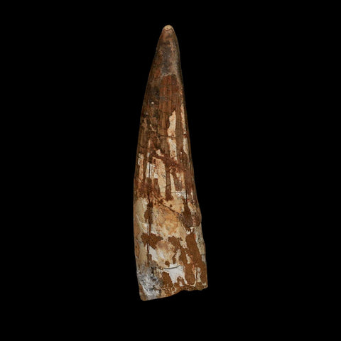 XL 3.9" Spinosaurus Fossil Tooth 100 Million Years Old Cretaceous Dinosaur COA - Fossil Age Minerals