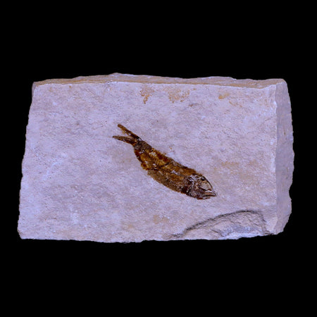 1.2" Hemisaurida Fossil Fish Plate Cretaceous Dinosaur Age Hakel Lebanon