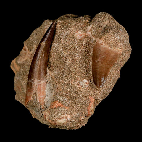 XXL 2.3" Plesiosaur And Mosasaurus Tooth Fossil In Matrix Cretaceous Dinosaur Era COA - Fossil Age Minerals