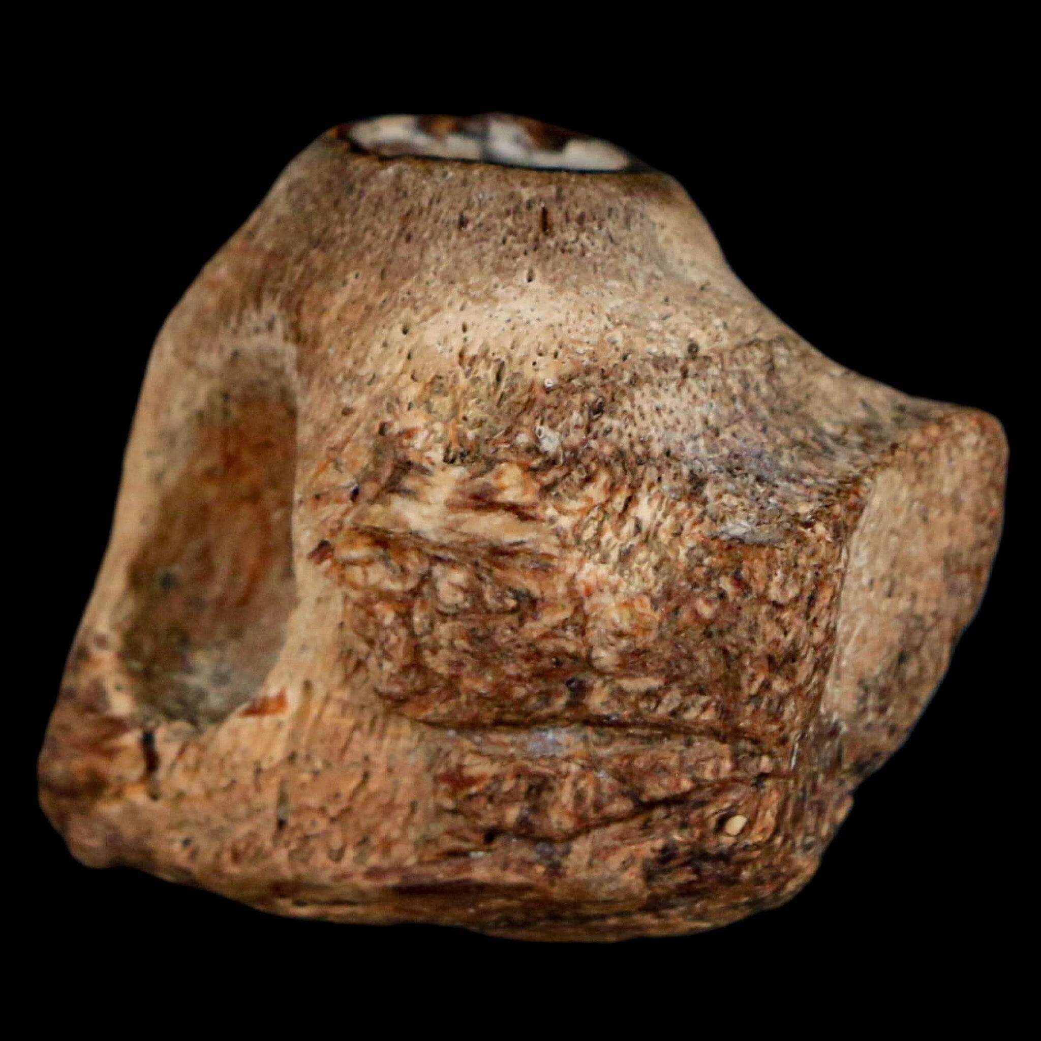 0.9" Mosasaur Fossil Jaw Section Cretaceous Dinosaur Era Texas Ozan FM COA - Fossil Age Minerals