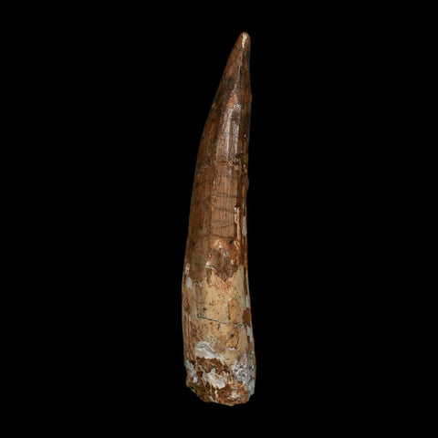 XL 3.9" Spinosaurus Fossil Tooth 100 Million Years Old Cretaceous Dinosaur COA - Fossil Age Minerals