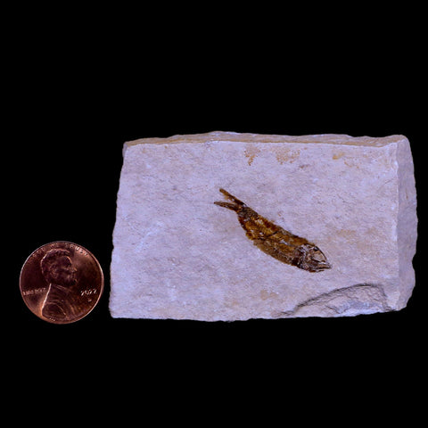 1.2" Hemisaurida Fossil Fish Plate Cretaceous Dinosaur Age Hakel Lebanon - Fossil Age Minerals