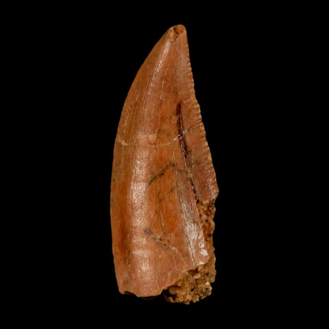 0.8" Abelisaur Serrated Tooth Fossil Cretaceous Age Dinosaur Morocco COA, Display - Fossil Age Minerals