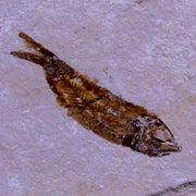 1.2" Hemisaurida Fossil Fish Plate Cretaceous Dinosaur Age Hakel Lebanon