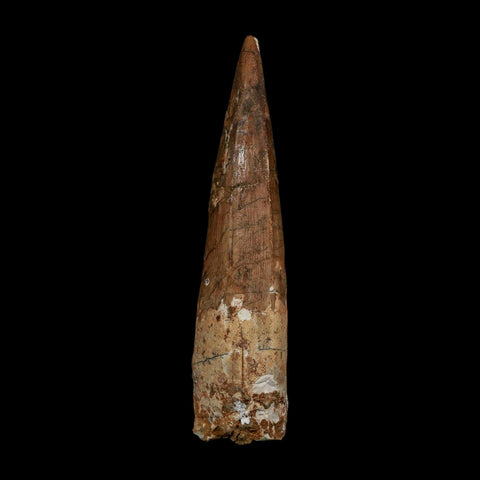 XL 3.9" Spinosaurus Fossil Tooth 100 Million Years Old Cretaceous Dinosaur COA - Fossil Age Minerals