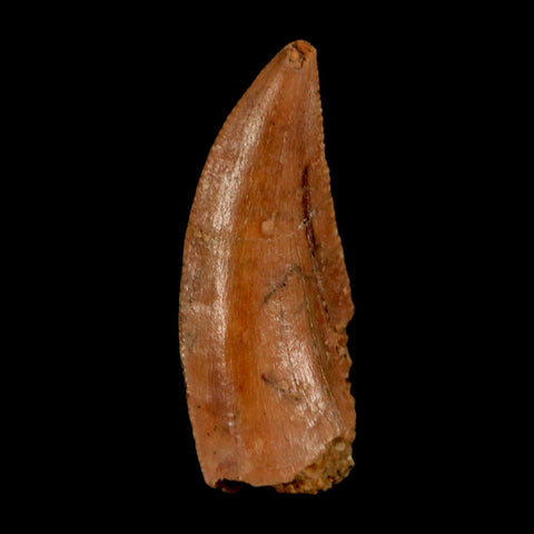 0.8" Abelisaur Serrated Tooth Fossil Cretaceous Age Dinosaur Morocco COA, Display - Fossil Age Minerals