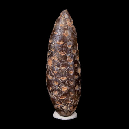 1.8" Fossil Pine Cone Equicalastrobus Replaced By Agate Eocene Age Seeds Fruit