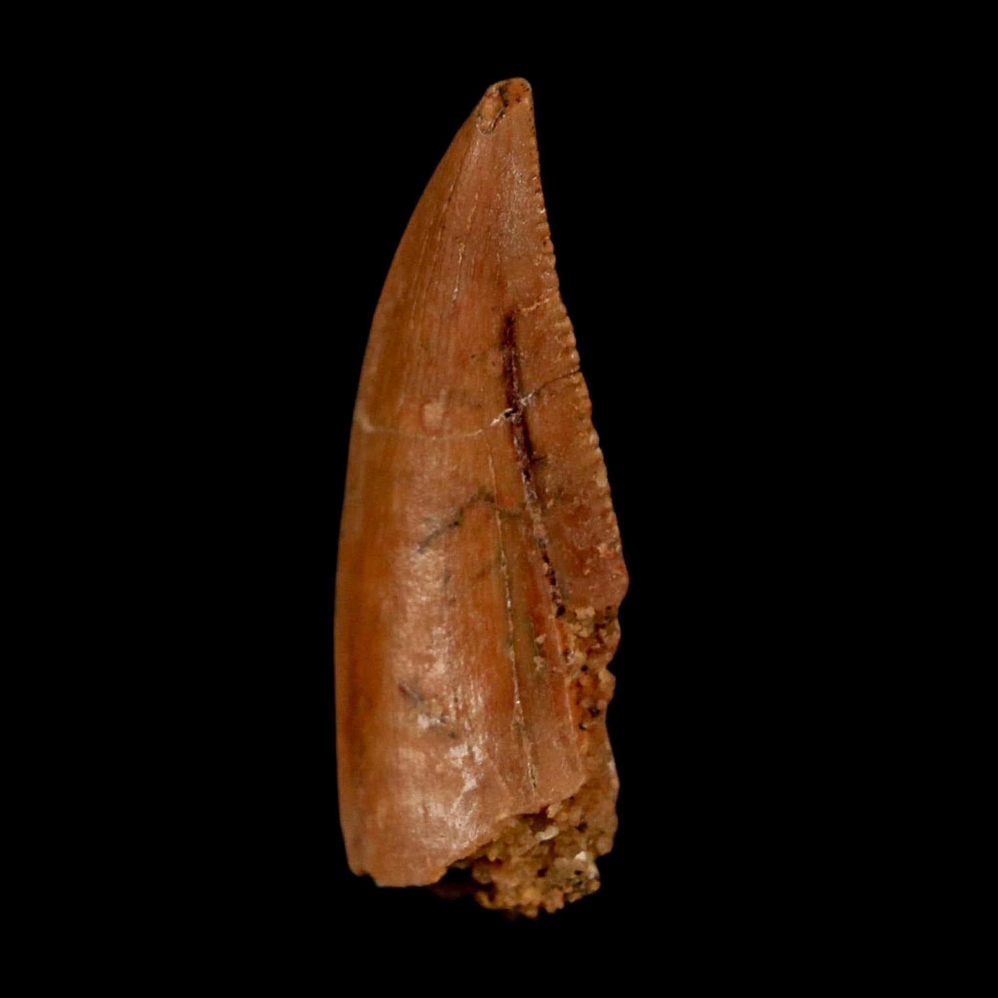 0.8" Abelisaur Serrated Tooth Fossil Cretaceous Age Dinosaur Morocco COA, Display - Fossil Age Minerals