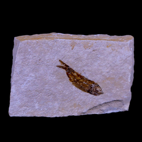 1.2" Hemisaurida Fossil Fish Plate Cretaceous Dinosaur Age Hakel Lebanon - Fossil Age Minerals