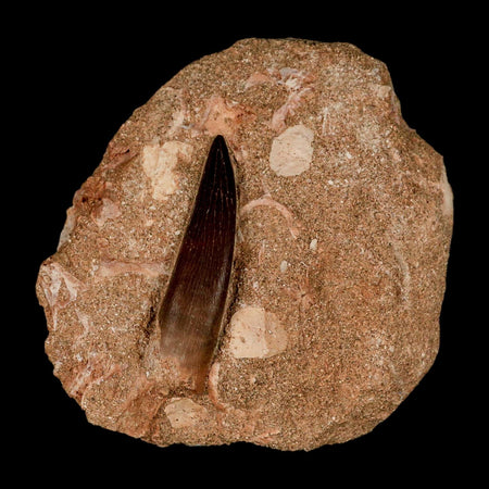 XL 2.1" Plesiosaur Zarafasaura Tooth Fossil In Matrix Cretaceous Dinosaur Era COA