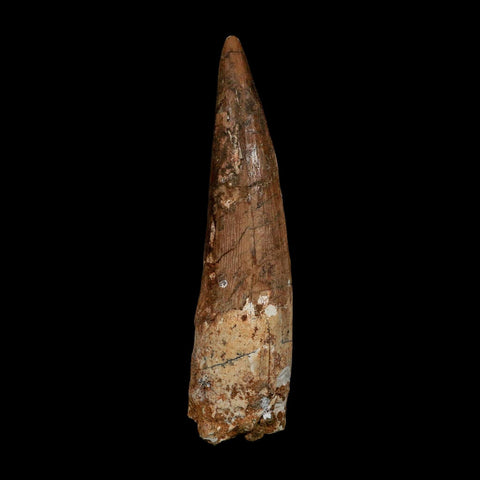 XL 3.9" Spinosaurus Fossil Tooth 100 Million Years Old Cretaceous Dinosaur COA - Fossil Age Minerals