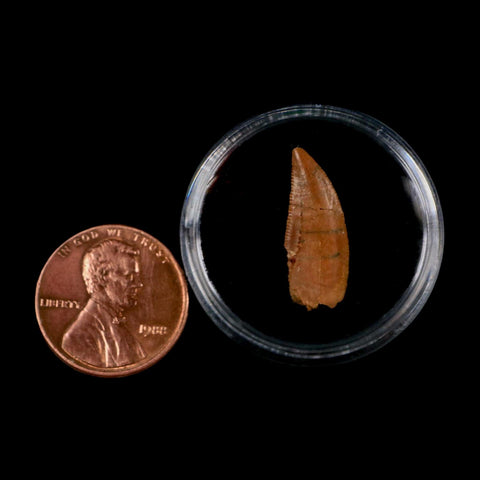 0.8" Abelisaur Serrated Tooth Fossil Cretaceous Age Dinosaur Morocco COA, Display - Fossil Age Minerals