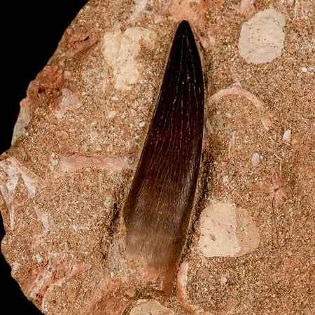 XL 2.1" Plesiosaur Zarafasaura Tooth Fossil In Matrix Cretaceous Dinosaur Era COA