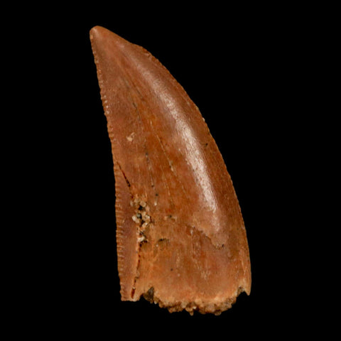 0.9" Abelisaur Serrated Tooth Fossil Cretaceous Age Dinosaur Morocco COA, Display - Fossil Age Minerals