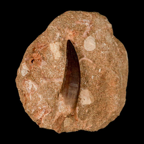 XL 2.1" Plesiosaur Zarafasaura Tooth Fossil In Matrix Cretaceous Dinosaur Era COA