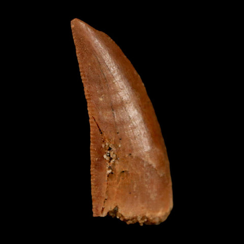 0.9" Abelisaur Serrated Tooth Fossil Cretaceous Age Dinosaur Morocco COA, Display - Fossil Age Minerals