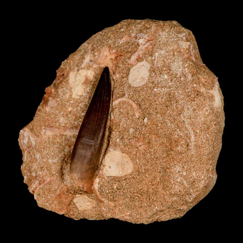 XL 2.1" Plesiosaur Zarafasaura Tooth Fossil In Matrix Cretaceous Dinosaur Era COA