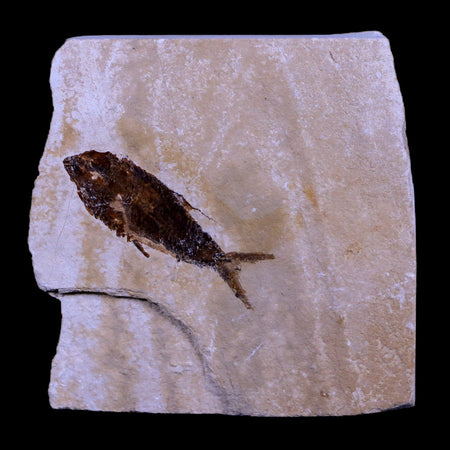 1.7" Ctenothrissa Fossil Fish Plate Cretaceous Dinosaur Age Hakel Lebanon