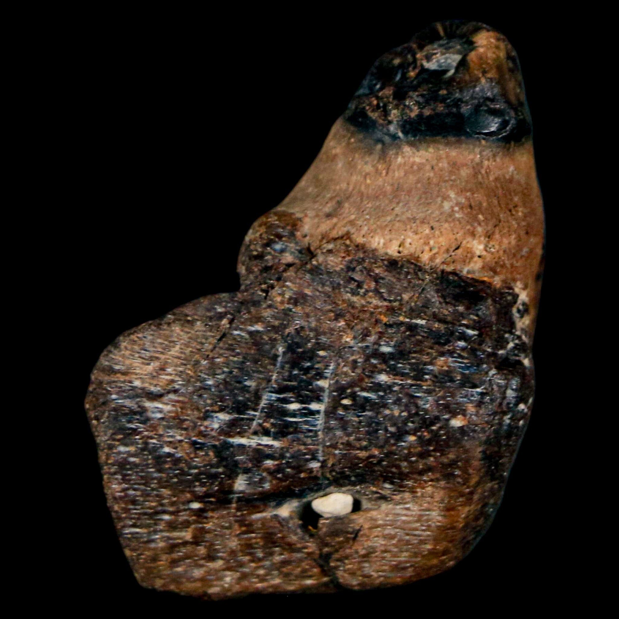 1.2" Mosasaur Fossil Jaw Section Cretaceous Dinosaur Era Texas Ozan FM COA - Fossil Age Minerals