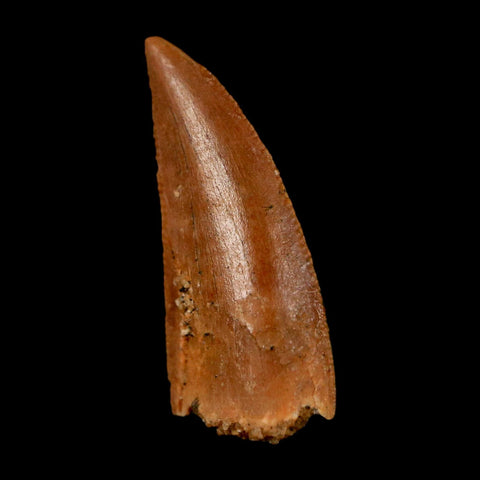 0.9" Abelisaur Serrated Tooth Fossil Cretaceous Age Dinosaur Morocco COA, Display - Fossil Age Minerals