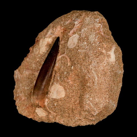 XL 2.1" Plesiosaur Zarafasaura Tooth Fossil In Matrix Cretaceous Dinosaur Era COA