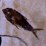 1.7" Ctenothrissa Fossil Fish Plate Cretaceous Dinosaur Age Hakel Lebanon