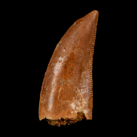 0.9" Abelisaur Serrated Tooth Fossil Cretaceous Age Dinosaur Morocco COA, Display - Fossil Age Minerals