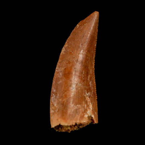 0.9" Abelisaur Serrated Tooth Fossil Cretaceous Age Dinosaur Morocco COA, Display - Fossil Age Minerals