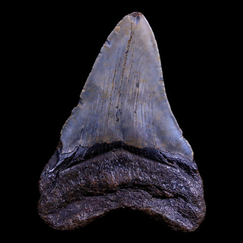 XL 3.9" Quality Megalodon Shark Tooth Serrated Fossil Natural Miocene Age COA - Fossil Age Minerals