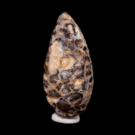 1.5" Fossil Pine Cone Equicalastrobus Replaced By Agate Eocene Age Seeds Fruit
