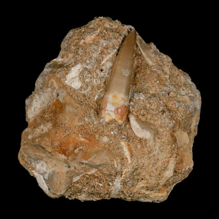 1.8" Plesiosaur Zarafasaura Tooth Fossil In Matrix Cretaceous Dinosaur Era COA
