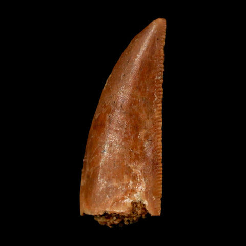 0.9" Abelisaur Serrated Tooth Fossil Cretaceous Age Dinosaur Morocco COA, Display - Fossil Age Minerals