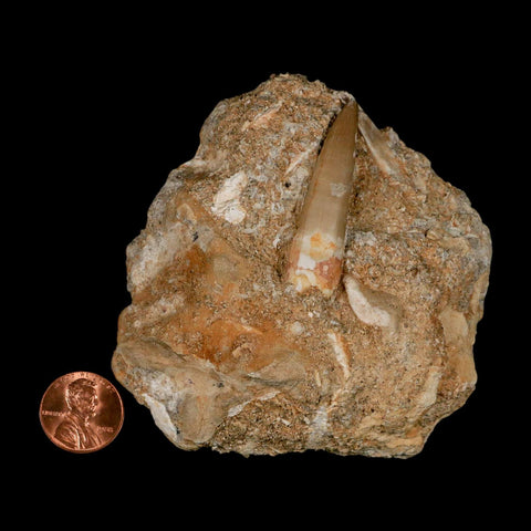1.8" Plesiosaur Zarafasaura Tooth Fossil In Matrix Cretaceous Dinosaur Era COA