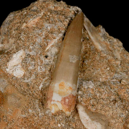 1.8" Plesiosaur Zarafasaura Tooth Fossil In Matrix Cretaceous Dinosaur Era COA